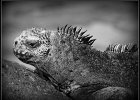 Iguana, Galapagos