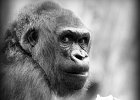 Lowland Gorilla