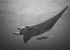Manta Ray, Daedalus 2014