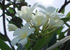Frangipani