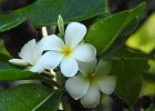 Frangipani