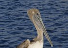 Brown Pelicane