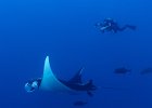 Oceanic Giant Manta