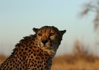Gepard
