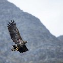 Seeadler im Trollfjord