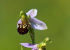 Bienenragwurz, Ophrys apifera