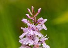 Fuchsknabenkraut, Dactylorhiza fuchsii, Waldh&#38;auml;user 2014
