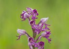 Helmknabenkraut, orchis militaris, Ersingen, Mai 2015