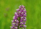 Helmknabenkraut, orchis militaris, Keltern 2014