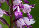 Helmknabenkraut, orchis militaris, Keltern 2014