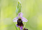 Hummelragwurz, ophrys holosericea Ersingen 2015