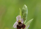 Hummelragwurz, ophrys holosericea, Ersingen, Mai 2015