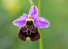 Hummelragwurz, ophrys holosericea, Wilferdingen, Juni 2014
