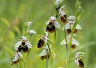 Hummelragwurz, Ophrys holoserica
