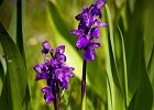 Kleine Hundswurz, anacamptis morio