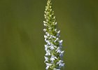 M&#38;uuml;ckenh&#38;auml;ndelwurz albino, gymnadenia conopsea