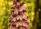 Purpurknabenkraut, orchis purpurea, Keltern 2014