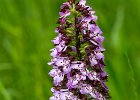 Purpurknabenkraut, orchis purpurea, Keltern 2014