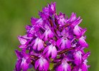 Pyramidenorchis, anacamptis pyramidalis, Wilferdingen 2014