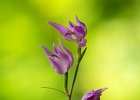 Rotes Waldv&Atilde;&para;gelein, Cephalanthera rubra, Keltern, Juni 2017