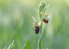 Spinnenragwurz, Ophrys sphegodes, Ersingen 2016