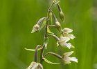 Echte Sumpfwurz, epipactis palustris, Keltern 2016