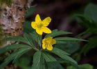 Gelbes Windr&#38;ouml;schen, anemone ranunculoides