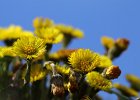 Gemeiner Huflattich, tussilago farfara