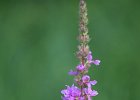 Gew&Atilde;&para;hnlicher Blutweiderich, Lythrum salicaria, Keltern 2017