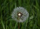 Gemeiner L&#38;ouml;wenzahn, taraxacum officinale
