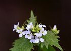 Gemeines Lauchkraut, alliaria officinalis