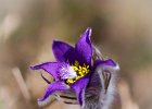 Gew&#38;ouml;hnliche K&#38;uuml;chenschelle, pulsatilla vulgaris