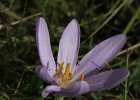 Herbstzeitlose, colchicum autumnale