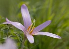 Herbstzeitlose, Colchicum autumnale, Keltern, September 2017