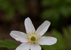 Buschwindr&#38;ouml;schen, anemone nemorosa