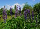 Lupine, lupinus