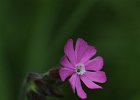Rotes Leimkraut, silene dioica