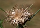 Silberdistel, Carlina acaulis
