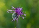 Skaiosen-Flockenblume, centaurea scabiosa