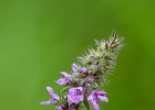 Sumpf-Ziest, stachys palustris