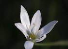 Doldenmilchstern, ornithogalum umbellatum