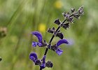 Wiesen-Salbei, salvia pratensis