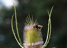 Wilde Karde, dipsacus fullonum