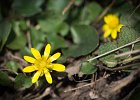 Fr&#38;uuml;hlings-Scharbockskraut, ranunculus ficaria