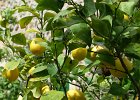 Zitronenbaum