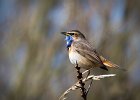 Blaukehlchen, Texel (NL), April 2013