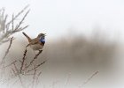 Blaukehlchen, Texel, April 2013