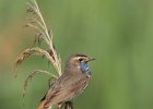 Blaukehlchen, NSG Wagbachniederung, Mai 2018