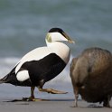 Eiderenten, Helgoland, April 2018.