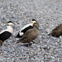Eiderenten, Helgoland, April 2018